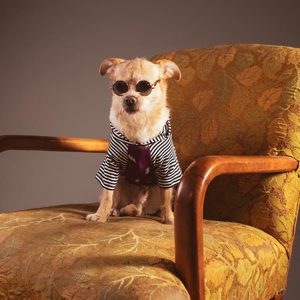 Pamper Your Pet with Amenities at THEA THEA at Metropolis